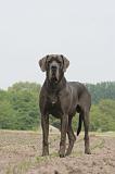 DOGUE ALLEMAND 590